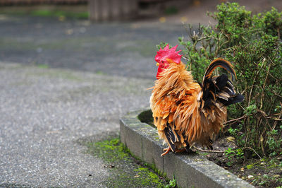 View of a rooster