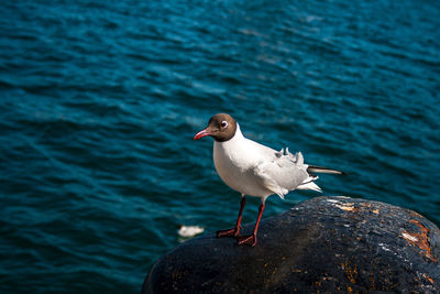 Seagull perching on rock