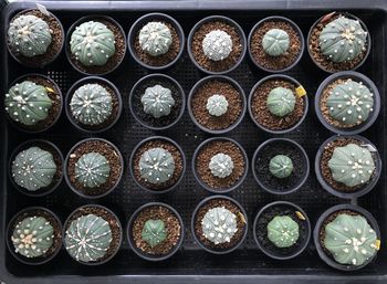 Full frame shot of potted plants