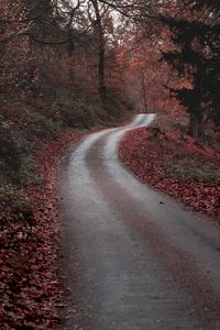 Road amidst trees in forest during autumn