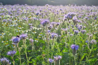 Close-up of purple flowering plants on field