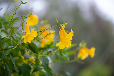 Close-up of yellow flowering plant on field