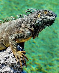 Close-up of a lizard on rock