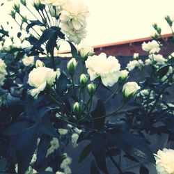 Close-up of white flowers