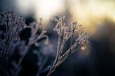 Close-up of frozen plants during winter