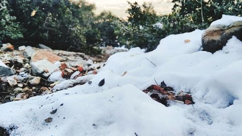 Close-up of sheep on snow