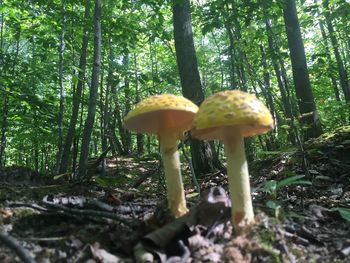 Mushrooms growing in forest