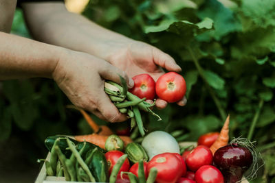 Close-up of hand holding tomatoes