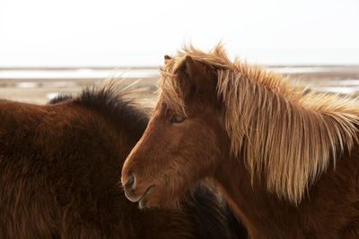 Brown icelandic horse on a meadow in spring