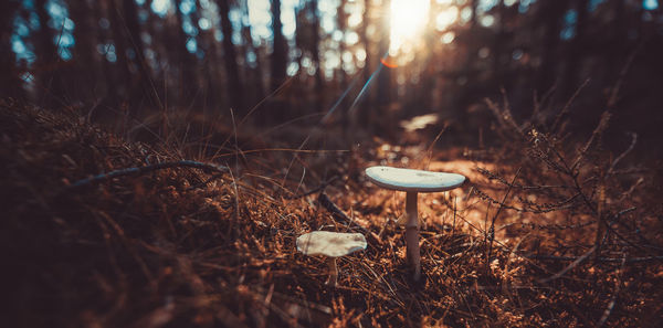 Close-up of mushroom growing in forest