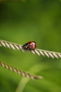 Close-up of ladybug on flower