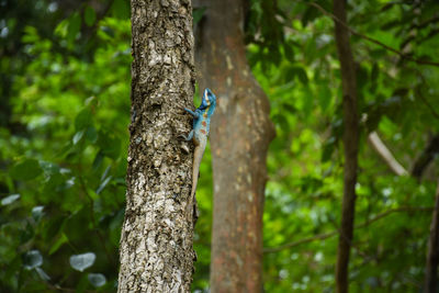 Lizard on tree trunk in forest