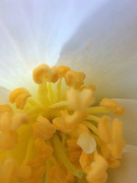 Close-up of yellow flower