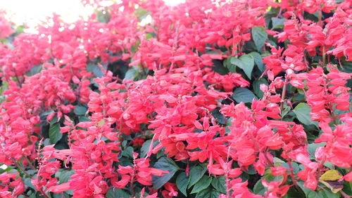 Full frame shot of red flowering plants