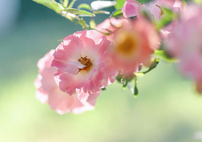 Close-up of pink flowering plant