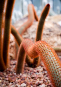 Close-up of succulent plant