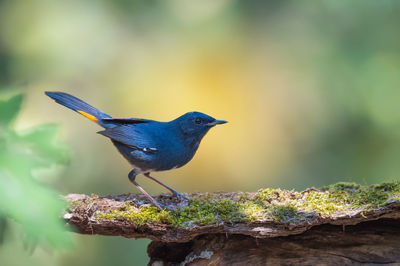 Close-up of bird perching outdoors