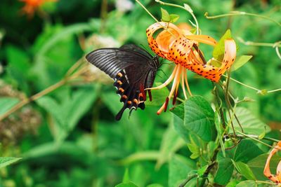 Close-up of butterfly perching on flower