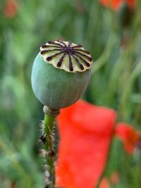 Close-up of poppy flower buds