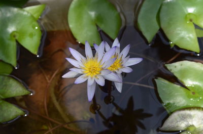 Close-up of lotus water lily