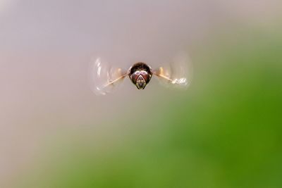 Close-up of insect flying