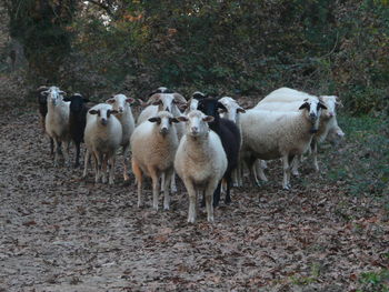 Sheep standing in a field