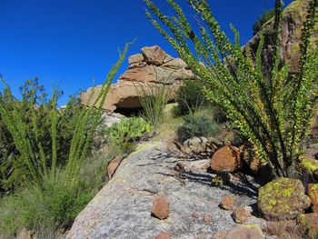 Low angle view of cactus plants on desert against clear blue sky