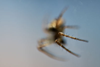 Close-up of lizard against clear sky