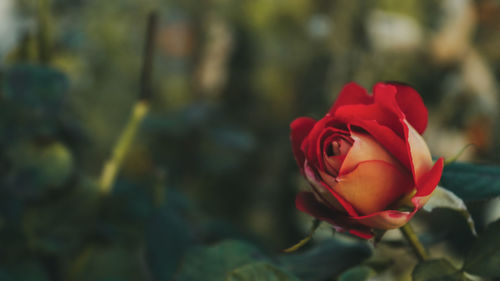 Close-up of red rose