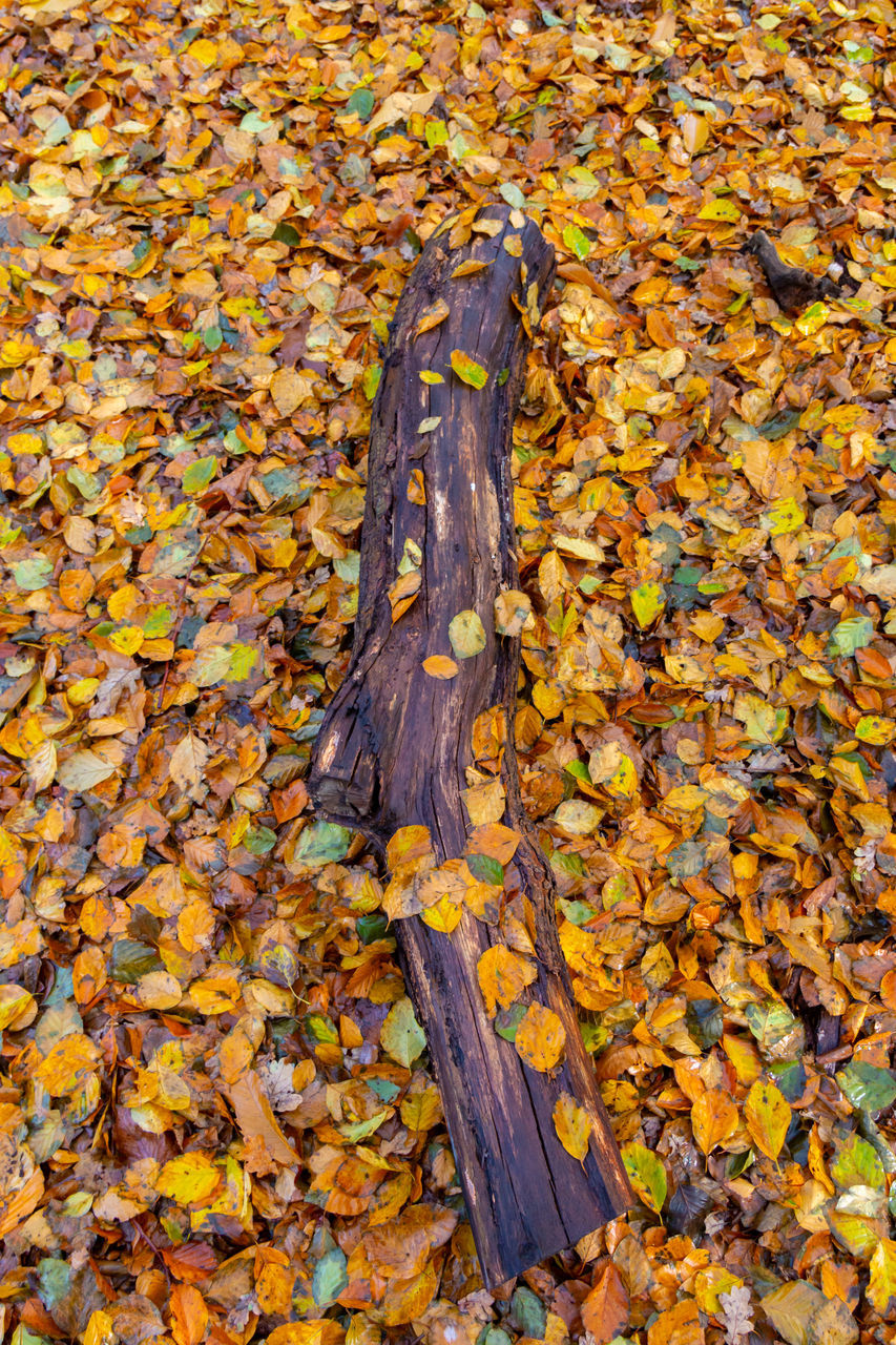 HIGH ANGLE VIEW OF DRY LEAVES ON TREE