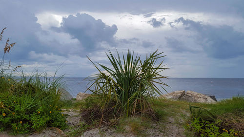 Plants growing on beach