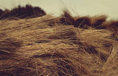 Close-up of wheat crop in field