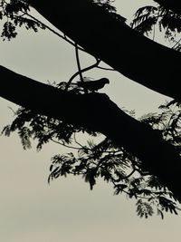 Low angle view of silhouette tree against sky