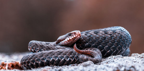 Close-up of an adder