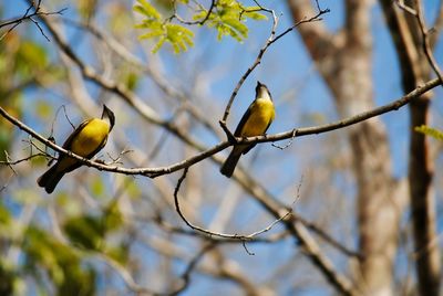 Low angle view of bird perching on branch