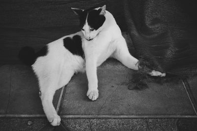 High angle view of cat resting on floor