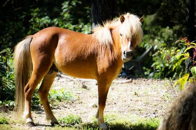 Horse standing on field