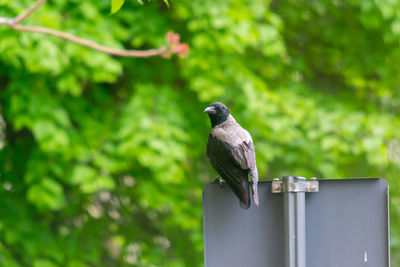 Bird perching on a pole