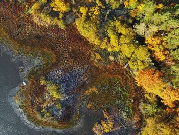 High angle view of lichen on rock