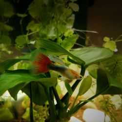 Close-up of bird on plant