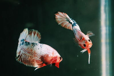 Close-up of fish swimming in sea