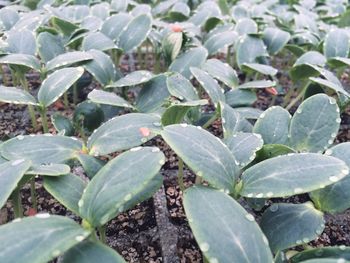 Full frame shot of plants