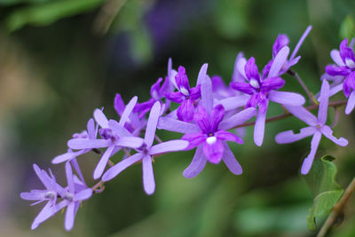 Close-up of purple flowering plant