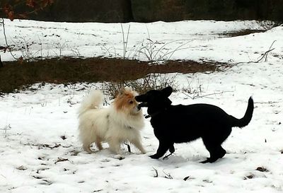 Dog standing on snow covered field