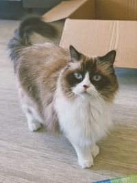 Portrait of cat on floor