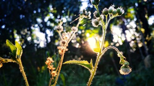 Close-up of flowering plant on field