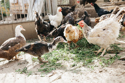 Flock of birds in farm