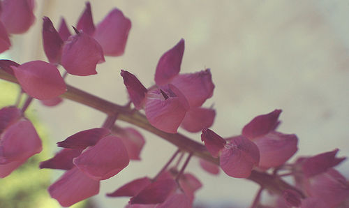 Close-up of pink flowers