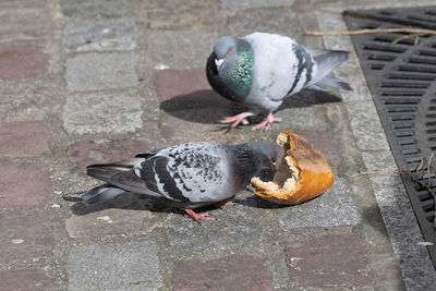 High angle view of bird