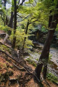 Trees in forest